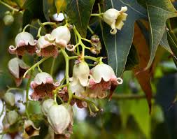 Image result for Brachychiton populneus