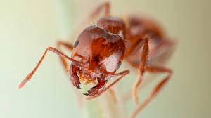 Image result for Fire Ant Sting