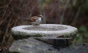 Going from room to room frantically birds can easily be drowned in baths, sinks and the toilet bowl filled with water. Stone Bird Bath Bowls Only No Pedestal Or Fixings Bird Barn