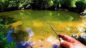 This channel is all about fishing! Richard Gene The Fishing Machine Youtube Channel Analytics And Report Powered By Noxinfluencer Mobile
