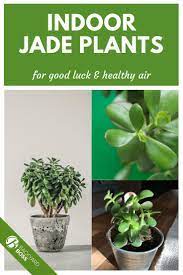 Jade Plant Guide How To Take Care Of A Jade Plant Jade Plants Plants Jade Plant Care
