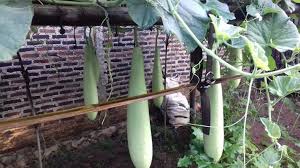 We did not find results for: Pengalaman Menanam Labu Air Labu Putih Di Pekarangan Rumah Hingga Berhasil Berbuah Tips Petani