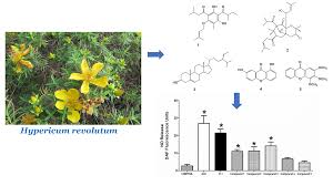 Image result for Hypericum roeperianum