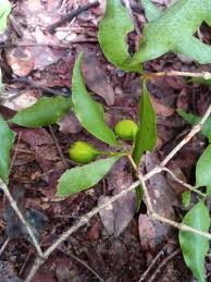 Image result for Pyrostria