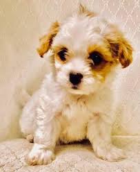 This is one lively & energetic cavapoo puppy! Cavapoo Puppy For Sale Adoption Rescue For Sale In Emory Texas Classified Americanlisted Com