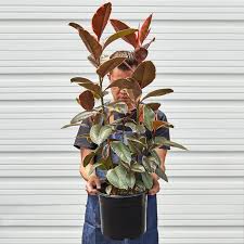 Image result for Ficus elastica