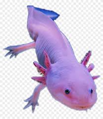 Maybe you would like to learn more about one of these? Axolotl Amphibians Pink Cute Animal Sticker Editfreetoe Transparent Axolotl Png Clipart 5434350 Pikpng