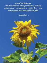 Ask Com Sunflower Quotes Sunflower Poem Sunflower