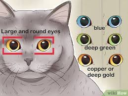 3 Ways To Identify A British Shorthair Cat Wikihow