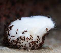 How to kill ants using baking soda. Does Baking Soda Kill Ants Quora