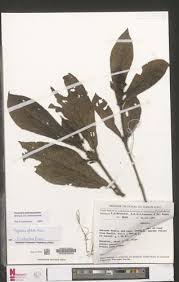 Image result for Psychotria mildbraedii