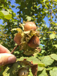 hazelnuts ile ilgili gÃ¶rsel sonucu