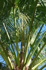 Image result for Livistona chinensis