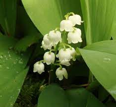 Lily Of The Valley Flower Essence Flower Essences Flower Remedies Lily Of The Valley Flowers Lily Of The Valley Birth Month Flowers