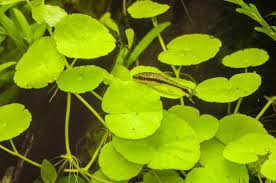 Image result for Hydrocotyle