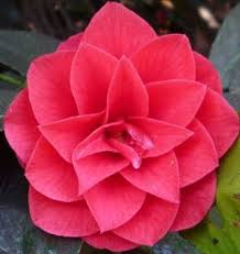 You'll find two primary species of camellias in american gardens: Expert Advice On Growing Camellia In The Uk