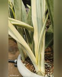 Image result for Sansevieria metallica