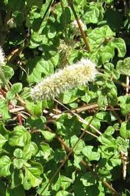 Image result for Cyathula cylindrica