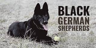 Like the czech gsds, they are widely used by the police and the because german shepherd puppies are constantly exploring their environment most of the time since every gsd deserves a good home, you should provide your german shepherd puppy a. Black German Shepherds Genetics Prices Breeders Free Guide