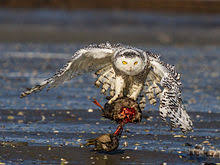 Snowy Owl Wikipedia