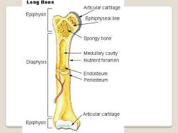 Red bone marrow is where red blood cells, platelets and white blood cells are created. The Skeletal System Ppt Download