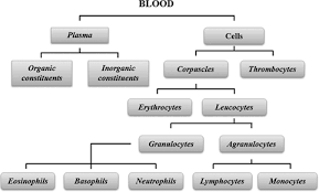 definition of the blood connective tissue chegg com