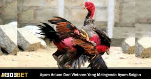 Belum sepenuhnya memahami bahwa ibunda telah tiada, bocah ganteng itu terus memanggil sang mama di tengah pusara. Mengenal Kehebatan Ayam Saigon Asal Vietnam Yang Melegenda
