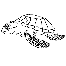 Black And White Homeschool Clipart Sea Turtle Clipart