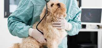 Mein Hund Rochelt Was Sind Die Ursachen Tiermedizin Dr Gumpert