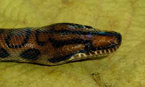 Brazilian Rainbow Boa Care Sheet Care Sheet: Food, Habitat & Health | Petco