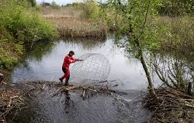 Beaver dams cause local flooding. Troublesome Dams In Mill Creek Fixed By The Beaver Deceiver Heraldnet Com