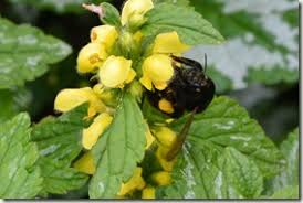 Image result for Bombus ruderatus