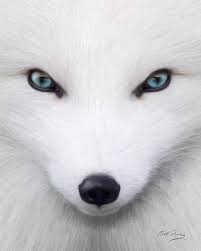 Arctic Fox Digital Art By Bill Fleming Arctic foxes are interesting and hardy creatures.