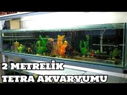 Akvaryum Vlog 237 2 Metrelik Tetra Akvaryumu Youtube
