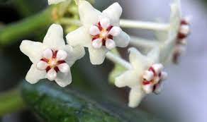 Pin On House Plants