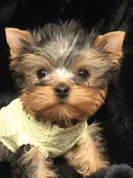 Her ne kadar boyutları küçük olsa da iyi bir. Yorkshire Terrier Frisuren Yorkshireterrierfrisuren Yorkshire Terrier Yorkshire Terrier Hund Terrier
