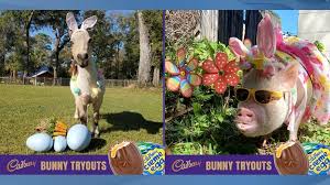 Perfect for his shell size. Florida Pig Miniature Horse Place As Finalists In Cadbury S 2020 Bunny Tryouts