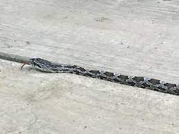Juvenile Missouri Black Rat Snake Crawling Across The Back Porch At The Shire