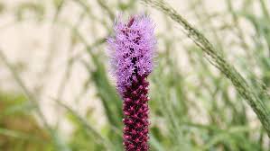 Image result for Pycnostachys reticulata