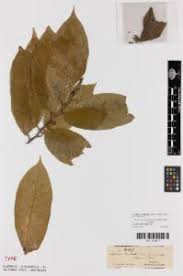 Image result for Antiaris