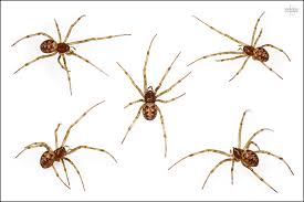 Image result for Tridactyle stevartiana