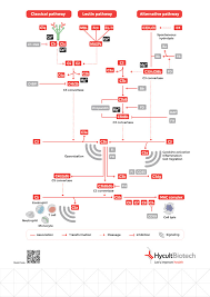 Image result for Complement Pathway