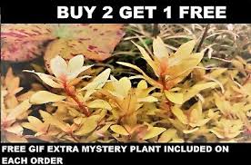 Image result for Nesaea