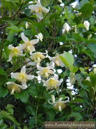 Image result for Clematis brachiata