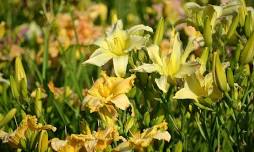 Dazzling Daylilies Festival
