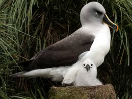 Grey-headed Albatross Juvenile Tracking - British Antarctic Survey