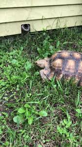 Image result for Eureiandra eburnea