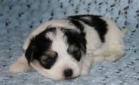 By margaret byrd | january 15, 2021. Mini Teddy Bear Puppies For Sale In Crary North Dakota Classified Americanlisted Com