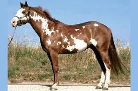 Maybe you would like to learn more about one of these? Are You Really Horse Crazy