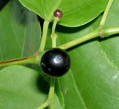 Image result for Cissus humbertii